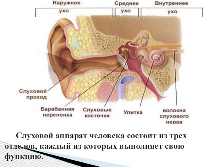 Слуховой аппарат человека состоит из трех отделов, каждый из которых выполняет свою функцию.