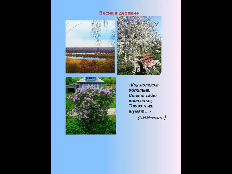 Весна в деревне «Как молоком облитые, Стоят сады вишневые, Тихохонько шумят…» (А.Н.Некрасов)