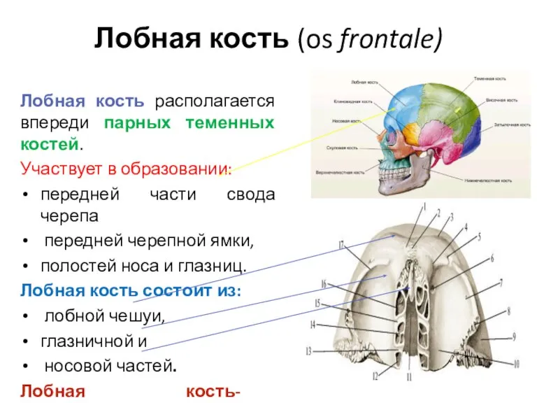 Лобная кость (os frontale) Лобная кость располагается впереди парных теменных костей. Участвует