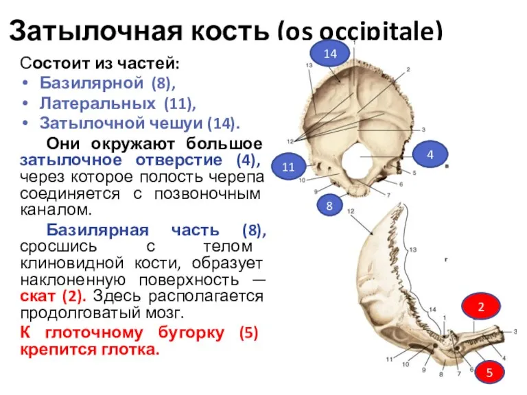 Затылочная кость (os occipitale) Состоит из частей: Базилярной (8), Латеральных (11), Затылочной