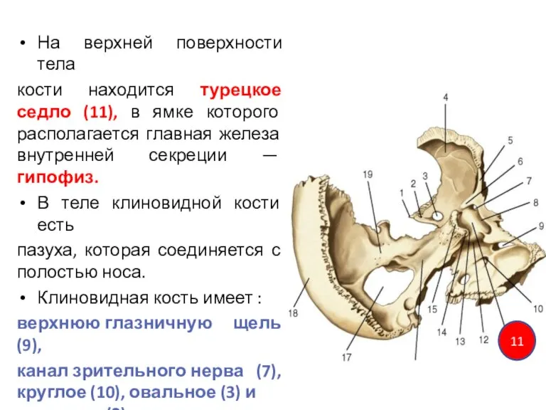 На верхней поверхности тела кости находится турецкое седло (11), в ямке которого