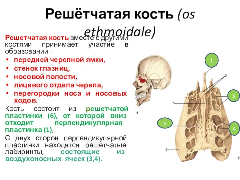Решётчатая кость (os ethmoidale) Решетчатая кость вместе с другими костями принимает участие