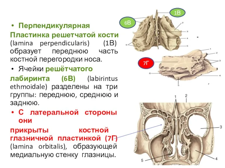 Перпендикулярная Пластинка решетчатой кости (lamina perpendicularis) (1В) образует переднюю часть костной перегородки