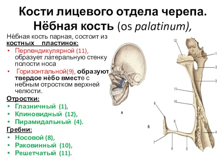 Кости лицевого отдела черепа. Нёбная кость (os palatinum), Нѐбная кость парная, состоит