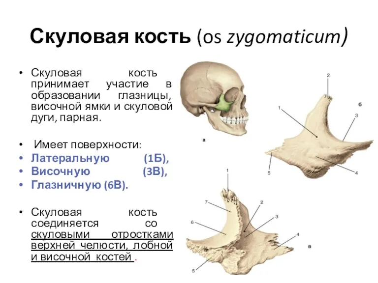 Скуловая кость (os zygomaticum) Скуловая кость принимает участие в образовании глазницы, височной