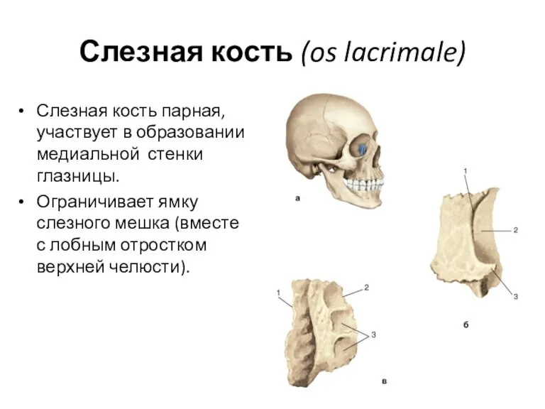 Слезная кость (os lacrimale) Слезная кость парная, участвует в образовании медиальной стенки