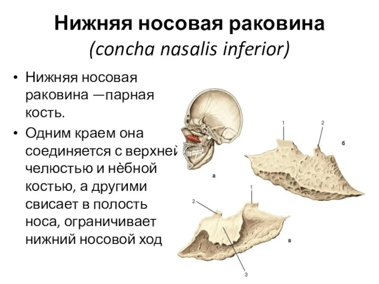 Нижняя носовая раковина (concha nasalis inferior) Нижняя носовая раковина —парная кость. Одним