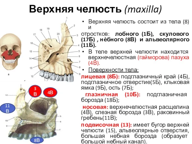 Верхняя челюсть (maxilla) Верхняя челюсть состоит из тела (8) и отростков: лобного