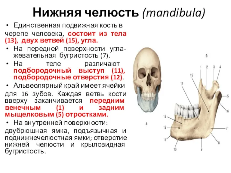 Нижняя челюсть (mandibula) Единственная подвижная кость в черепе человека, состоит из тела