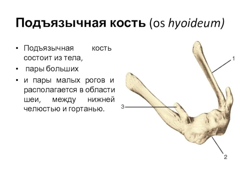 Подъязычная кость (os hyoideum) Подъязычная кость состоит из тела, пары больших и