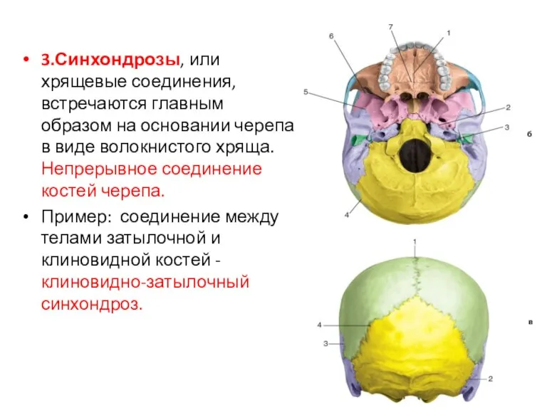 3.Синхондрозы, или хрящевые соединения, встречаются главным образом на основании черепа в виде