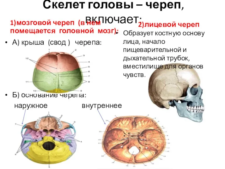 Скелет головы – череп, включает: 1)мозговой череп (в нем помещается головной мозг):