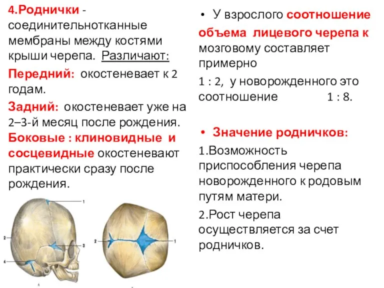 4.Роднички -соединительнотканные мембраны между костями крыши черепа. Различают: Передний: окостеневает к 2