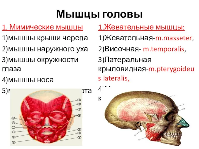 Мышцы головы 1. Мимические мышцы 1)мышцы крыши черепа 2)мышцы наружного уха 3)мышцы