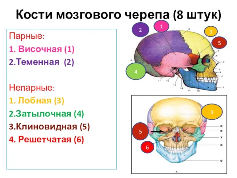 Кости мозгового черепа (8 штук) Парные: 1. Височная (1) 2.Теменная (2) Непарные: