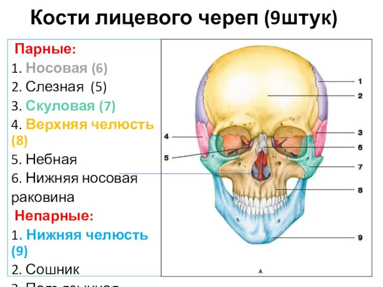 Кости лицевого череп (9штук) Парные: 1. Носовая (6) 2. Слезная (5) 3.