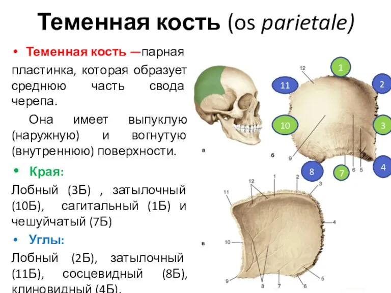 Теменная кость (os parietale) Теменная кость —парная пластинка, которая образует среднюю часть