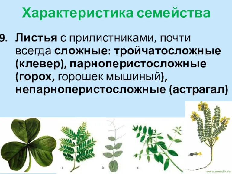 Характеристика семейства Листья с прилистниками, почти всегда сложные: тройчатосложные (клевер), парноперистосложные (горох, горошек мышиный), непарноперистосложные (астрагал)