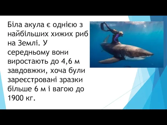 Біла акула є однією з найбільших хижих риб на Землі. У середньому