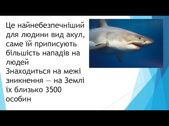 Це найнебезпечніший для людини вид акул, саме їй приписують більшість нападів на