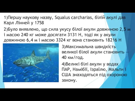 1)Першу наукову назву, Squalus carcharias, білій акулі дав Карл Лінней у 1758