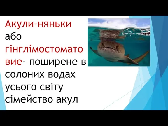 Акули-няньки або гінглімостоматовие- поширене в солоних водах усього світу сімейство акул