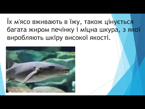 Їх м'ясо вживають в їжу, також цінується багата жиром печінку і міцна