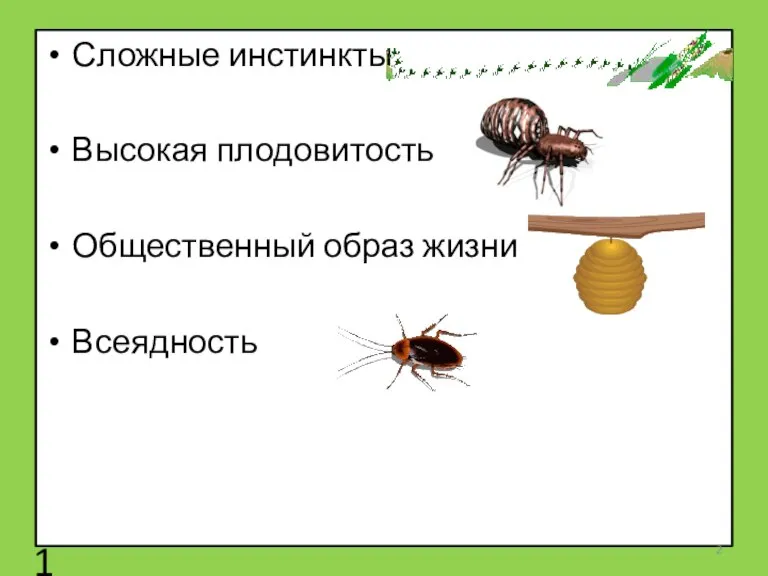 Сложные инстинкты Высокая плодовитость Общественный образ жизни Всеядность 1