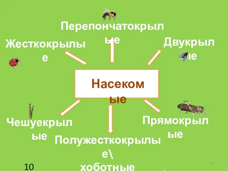 Насекомые Прямокрылые Полужесткокрылые\ хоботные Жесткокрылые Чешуекрылые Перепончатокрылые Двукрылые 10