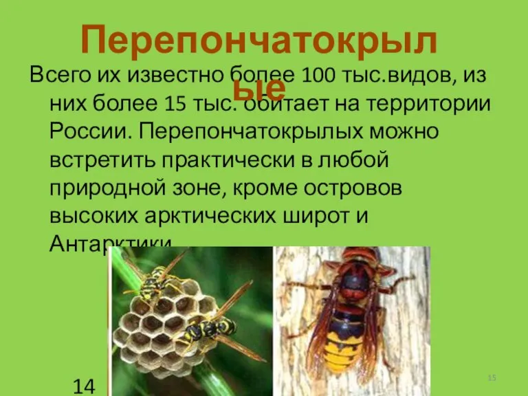 Всего их известно более 100 тыс.видов, из них более 15 тыс. обитает