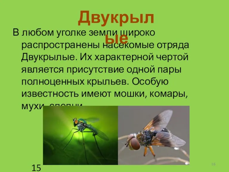 В любом уголке земли широко распространены насекомые отряда Двукрылые. Их характерной чертой