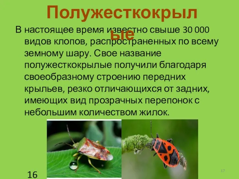 В настоящее время известно свыше 30 000 видов клопов, распространенных по всему