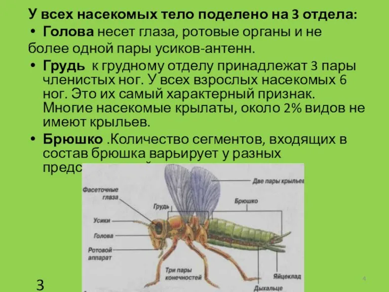 У всех насекомых тело поделено на 3 отдела: Голова несет глаза, ротовые