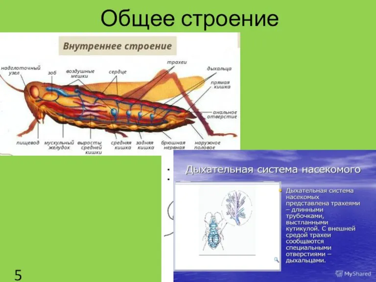 Общее строение 5