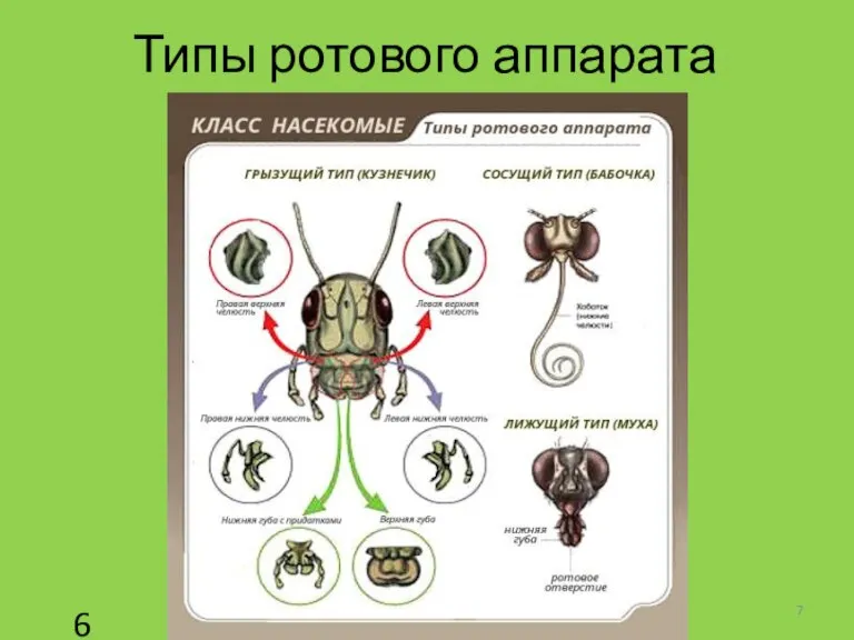 Типы ротового аппарата 6