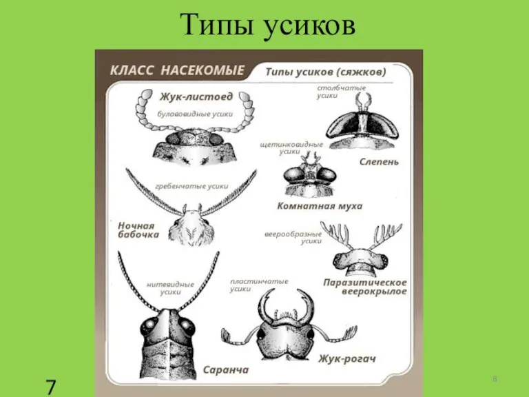 Типы усиков 7