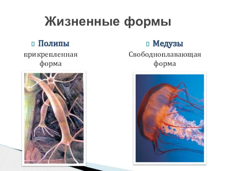 Полипы прикрепленная форма Жизненные формы Медузы Свободноплавающая форма