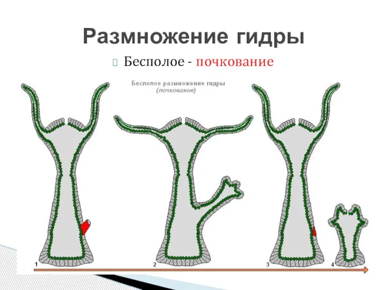 Бесполое - почкование Размножение гидры