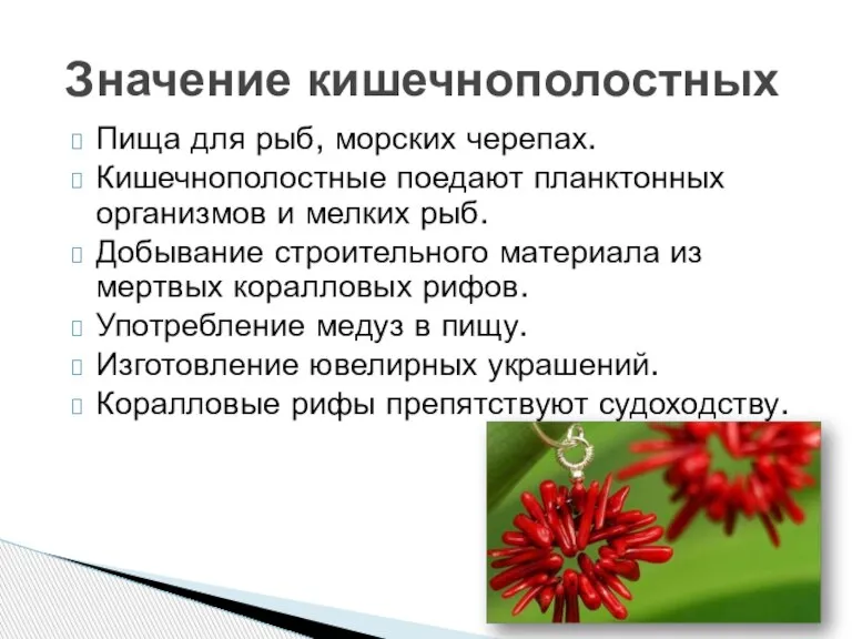 Пища для рыб, морских черепах. Кишечнополостные поедают планктонных организмов и мелких рыб.