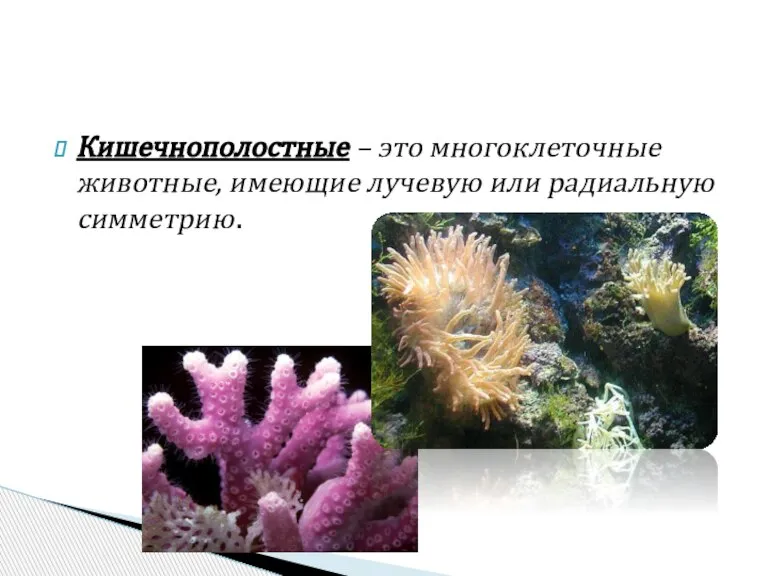 Кишечнополостные – это многоклеточные животные, имеющие лучевую или радиальную симметрию.