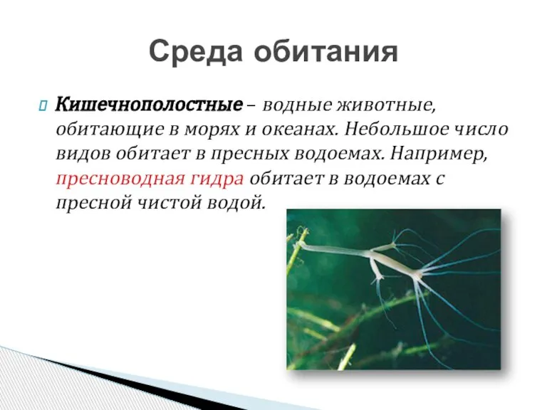 Кишечнополостные – водные животные, обитающие в морях и океанах. Небольшое число видов