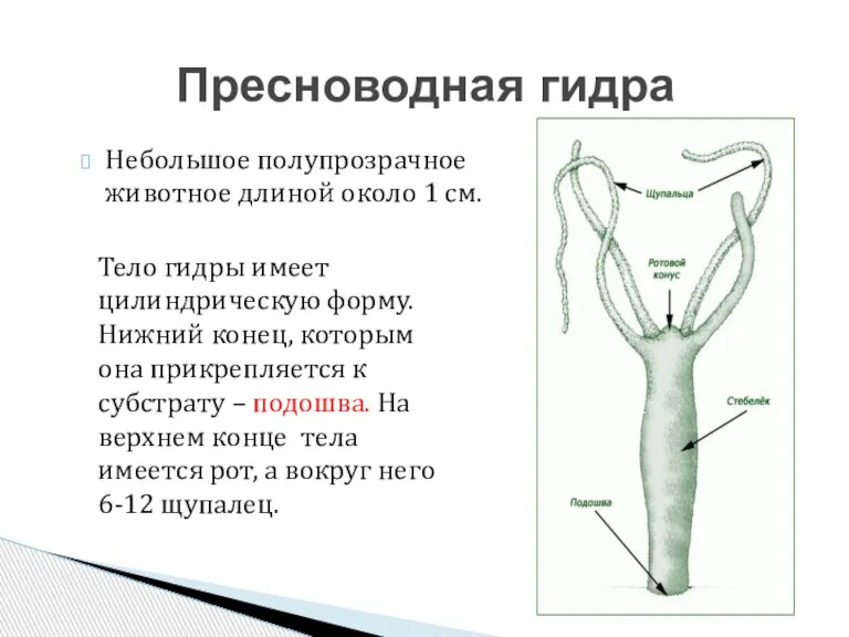 Небольшое полупрозрачное животное длиной около 1 см. Пресноводная гидра Тело гидры имеет