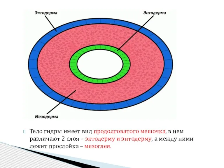 Тело гидры имеет вид продолговатого мешочка, в нем различают 2 слоя –