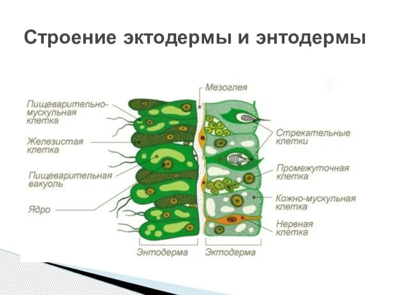 Строение эктодермы и энтодермы