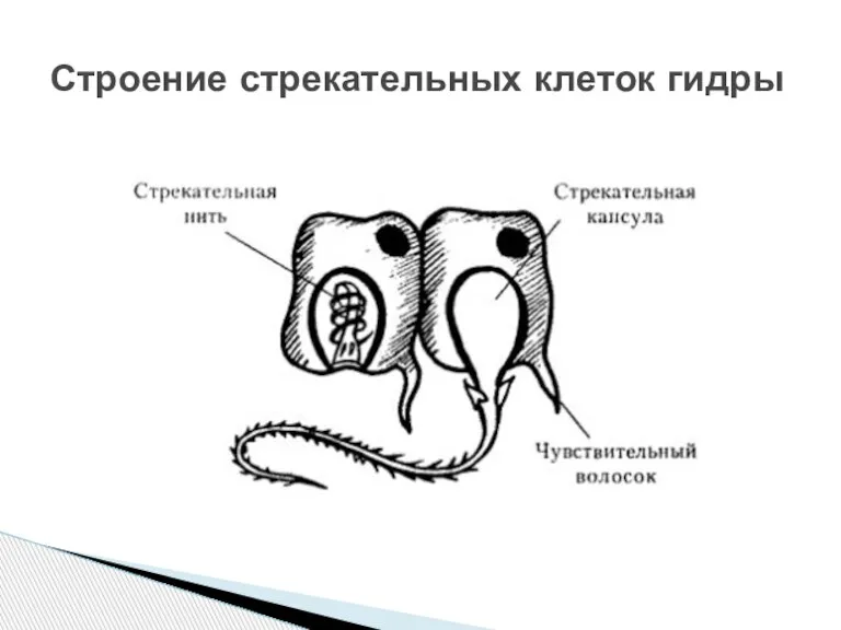 Строение стрекательных клеток гидры