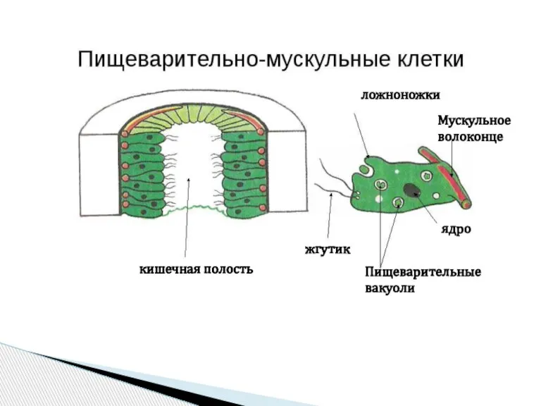 ядро Пищеварительные вакуоли жгутик ложноножки Мускульное волоконце кишечная полость