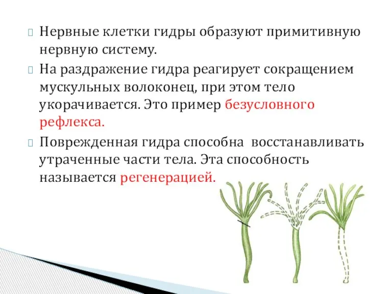 Нервные клетки гидры образуют примитивную нервную систему. На раздражение гидра реагирует сокращением