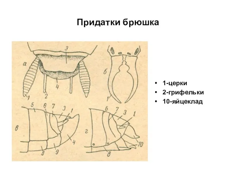 Придатки брюшка 1-церки 2-грифельки 10-яйцеклад