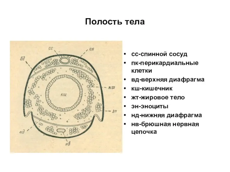 Полость тела сс-спинной сосуд пк-перикардиальные клетки вд-верхняя диафрагма кш-кишечник жт-жировое тело эн-эноциты