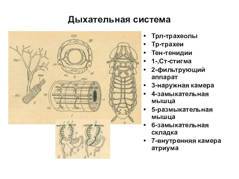 Дыхательная система Трл-трахеолы Тр-трахеи Тен-тенидии 1-,Ст-стигма 2-фильтрующий аппарат 3-наружная камера 4-замыкательная мышца